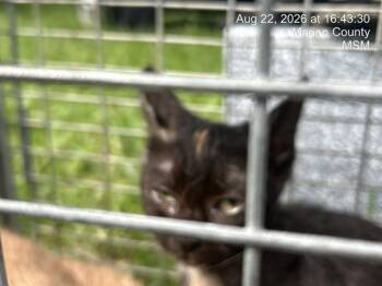 A388866 -  Domestic Short Hair Cat for Adoption in Ocala, Florida - A388866 | PetCurious