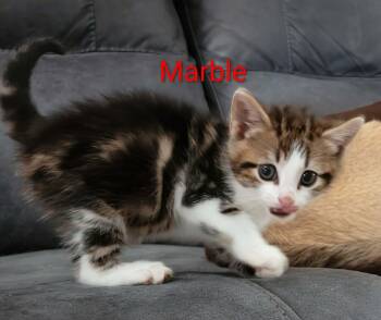 American Shorthair Cats Available for Adoption in Panama City, Florida - Marble | PetCurious
