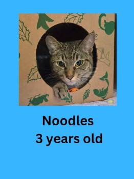 Noodles -  Domestic Short Hair Cat for Adoption in Ravenna, Ohio - Noodles | PetCurious