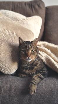 Ti-Gars -  Tabby Cat for Adoption in Montreal, Quebec - Ti-Gars | PetCurious