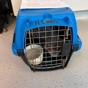Fern -  Domestic Short Hair Cat for Adoption in Huntington, West Virginia - Fern | PetCurious