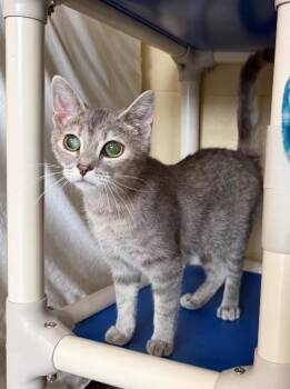 Domestic Short Hair Cats Available for Adoption in Cincinnati, Ohio - Paper Airplane | PetCurious