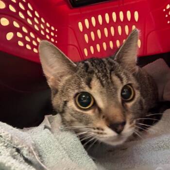 Domestic Short Hair Cats Available for Adoption - Sister | PetCurious