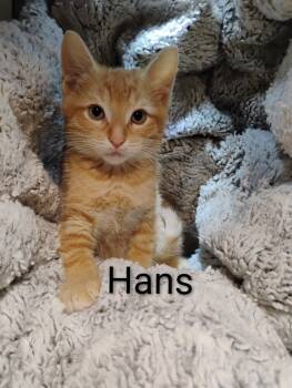 Rescue Domestic Short Hair Cats for Adoption in Oak Park, Michigan - Hans | PetCurious