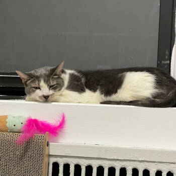 Rescue Domestic Short Hair Cats for Adoption in New York, New York - Rylee | PetCurious