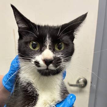 Jessie -  Domestic Short Hair Cat for Adoption in Birmingham, Alabama - Jessie | PetCurious