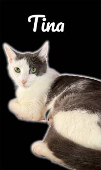 Tina -  Domestic Short Hair Cat Available for Adoption in Auburn, California - Tina | PetCurious