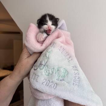 Eeny -  Domestic Short Hair Cat for Adoption in Greensboro, North Carolina - Eeny | PetCurious