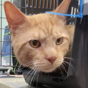 Domestic Short Hair Cats Available for Adoption in Cincinnati, Ohio - Earl | PetCurious