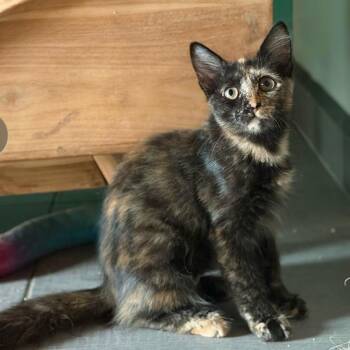 Burgundy -  Domestic Medium Hair Cat for Adoption in Falls Church, Virginia - Burgundy | PetCurious