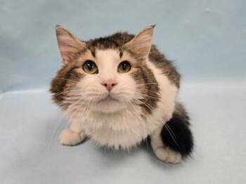 Nutmeg -  Domestic Medium Hair and Domestic Short Hair Cat for Adoption in Minneapolis, Minnesota - Nutmeg | PetCurious