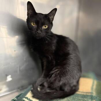 Amber -  Domestic Short Hair Cat for Adoption in Troy, Virginia - Amber | PetCurious