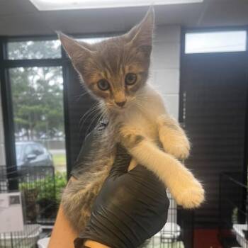 Fitzgerald -  Domestic Short Hair Cat for Adoption in Gadsden, Alabama - Fitzgerald | PetCurious