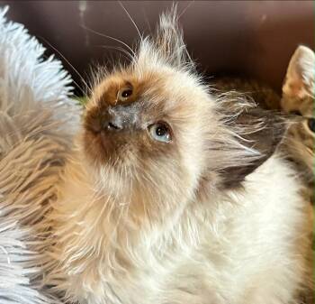 Domestic Medium Hair and Siamese Cats Available for Adoption in Campbell, California - Wasabi | PetCurious