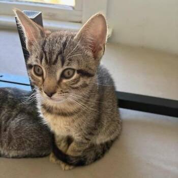 Domestic Short Hair Cats Available for Adoption - Lime | PetCurious