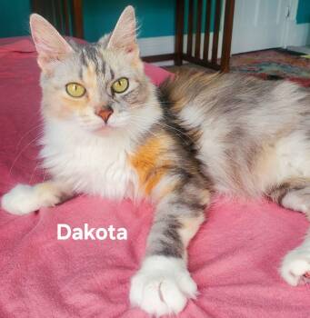 Domestic Medium Hair Cats Available for Adoption in Chicopee, Massachusetts - Dakota | PetCurious