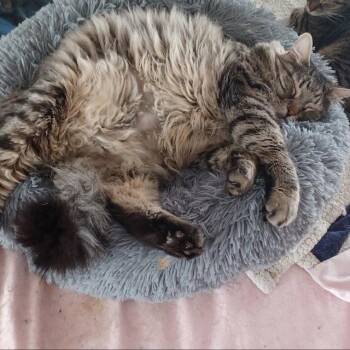 Leo -  Domestic Long Hair and Maine Coon Cat for Adoption in Drasco, Arkansas - Leo | PetCurious
