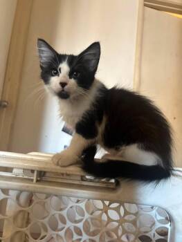 Gizmo -  Domestic Medium Hair Cat for Adoption in Hayward, California - Gizmo | PetCurious