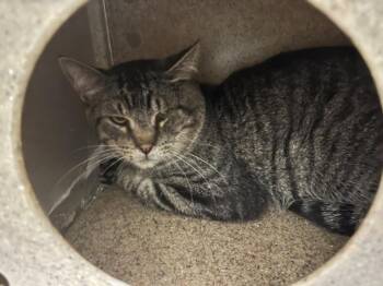 PICKLE -  Domestic Short Hair Cat for Adoption in Loveland, Colorado - PICKLE | PetCurious