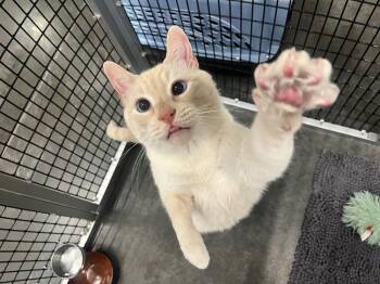 Domestic Short Hair Cats Available for Adoption - Regis | PetCurious