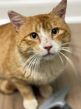 Domestic Short Hair Cats Available for Adoption in Delran, New Jersey - Turbo | PetCurious