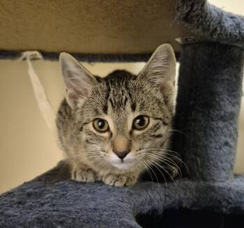 Rescue Domestic Short Hair Cats for Adoption in Schertz, Texas - Merida | PetCurious