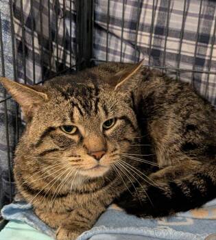 Brody -  Tabby Cat for Adoption in Hamilton, Ontario - Brody | PetCurious