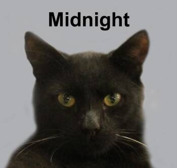 Midnight Newm. (sweet & affectionate - would do best as an only  -  Domestic Short Hair Cat for Adoption in Stowe, Pennsylvania - Midnight Newm. (sweet & Affectionate - Would Do Best As An Only  | PetCurious