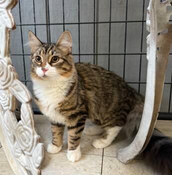 Rescue Domestic Medium Hair Cats for Adoption in Lemoore, California - Rynn | PetCurious