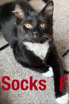 Socks -  Domestic Short Hair Cat for Adoption in Darien, Georgia - Socks | PetCurious