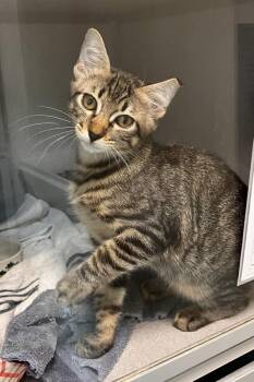 Luc -  Domestic Short Hair Cat for Adoption in Stratham, New Hampshire - Luc | PetCurious