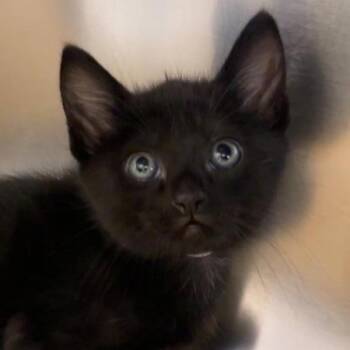 Domestic Short Hair Cats Available for Adoption in Walnut Creek, California - Froppy | PetCurious