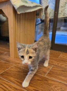 Gazelle -  Domestic Short Hair Cat for Adoption in Evergreen, Colorado - Gazelle | PetCurious