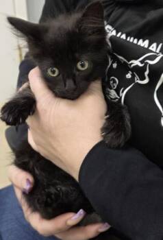 JAZZY -  Domestic Long Hair Cat for Adoption in Killeen, Texas - JAZZY | PetCurious
