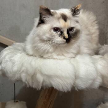 Ragdoll Cats Available for Adoption in Lee