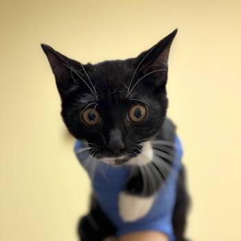 Waffle Cone -  Domestic Short Hair Cat for Adoption in Charlottesville, Virginia - Waffle Cone | PetCurious