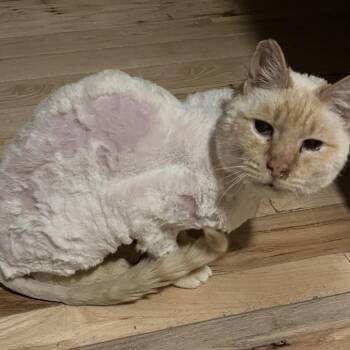 Domestic Short Hair Cats Available for Adoption in Baker City, Oregon - Pinkie | PetCurious