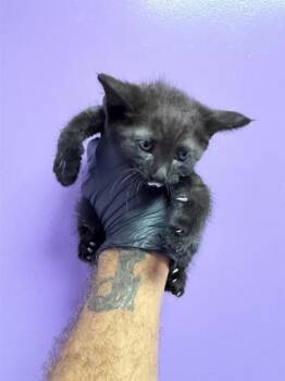 61318447 -  Domestic Medium Hair Cat for Adoption in El Paso, Texas - 61318447 | PetCurious