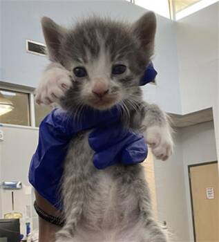 Domestic Short Hair Cats Available for Adoption in Dallas, Texas - ZORRO | PetCurious