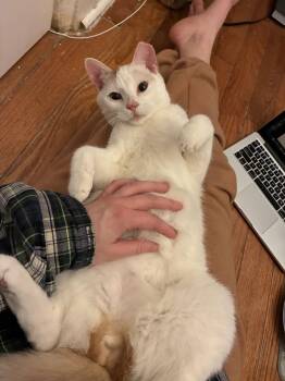 Domestic Short Hair Cats Available for Adoption - Benoit Blanc | PetCurious