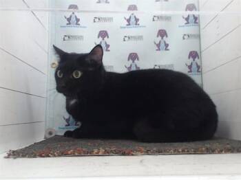 Domestic Short Hair Cats Available for Adoption in Orlando, Florida - SHINOBU | PetCurious