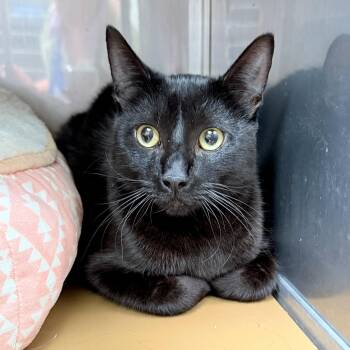 Fedora (bonded w/ Sombrero) -  Domestic Short Hair Cat for Adoption in Oakland, California - Fedora (bonded W/ Sombrero) | PetCurious