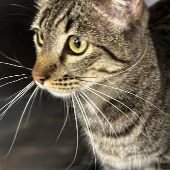 Sheldon -  Tabby and Domestic Short Hair Cat for Adoption in Antioch, California - Sheldon | PetCurious