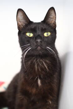 Rescue Domestic Short Hair Cats for Adoption in Toledo, Ohio - Maureen | PetCurious