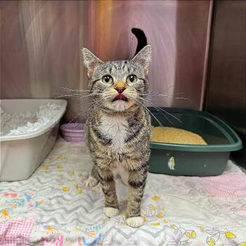 Domestic Short Hair Cats Available for Adoption in Hannibal, Missouri - Momma Blueberry | PetCurious