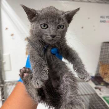 Georgia -  Domestic Short Hair Cat for Adoption in Edinburg, Texas - Georgia | PetCurious