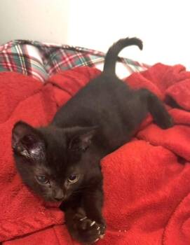 Betty -  Domestic Short Hair Cat for Adoption in Cumberland, Maine - Betty | PetCurious