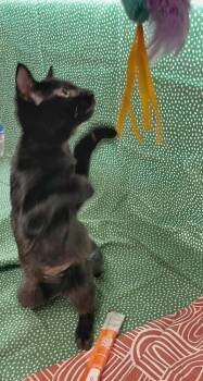 Kinkajou -  Domestic Short Hair Cat for Adoption in Omaha, Nebraska - Kinkajou | PetCurious