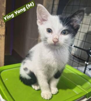 Ying-Yang -  Domestic Short Hair Cat for Adoption in Saugerties, New York - Ying-Yang | PetCurious