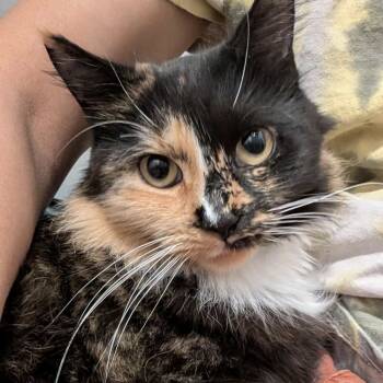 Rescue Domestic Long Hair Cats for Adoption in Chicago, Illinois - Sylvia | PetCurious